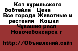 Кот курильского бобтейла › Цена ­ 5 000 - Все города Животные и растения » Кошки   . Чувашия респ.,Новочебоксарск г.